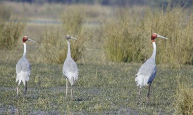 पर्यावरण, वन्यजीव संरक्षण और संवर्द्धन के मकसद से हर साल होने वाली सारस गणना के नतीजे सामने आये