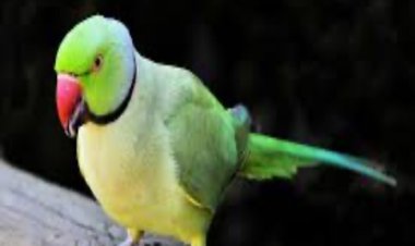 तोता पालने पर तीन वर्ष की होगी जेल, 7 दिवस में बर्ड्स एविएरी को सौंपे