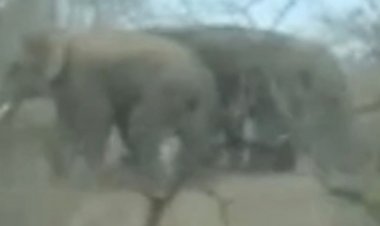 शहडोल में भी दिखा 10 हाथियों का दल:ब्यौहारी क्षेत्र में खड़ी फसलों को नुकसान पहुंचा कर संजय टाइगर रिजर्व के लिए हुए रवाना