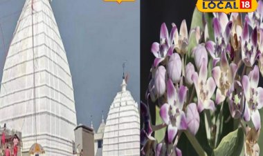 ये पौधा छीन लेगा सुख-चैन! घर में या सामने उग आए..तो तुरंत उखाड़ें, जानें सब