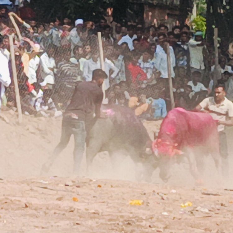बुरहानपुर में पुलिस देगी हेला मालिकों को समझाईश:टीआई बोले- टक्कर न कराएं, अगर नहीं माने तो कार्रवाई होगी