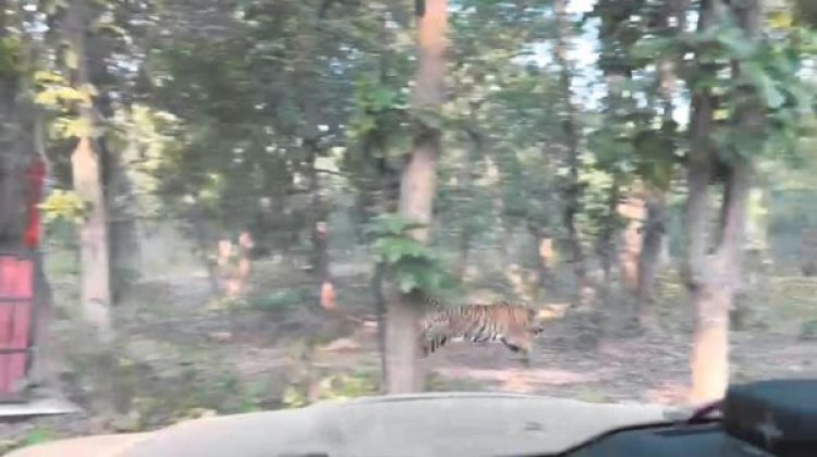 बाघ को तामोर पिंगला में छोड़ा गया