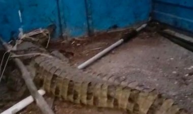 मगरमच्छ को पकड़ने बाइक से पहुंचे डिप्टी रेंजर:नीमच के राजपुरिया गांव में खेत में दिखा 6 फीट का मगरमच्छ, एक घंटे में किया रेस्क्यू