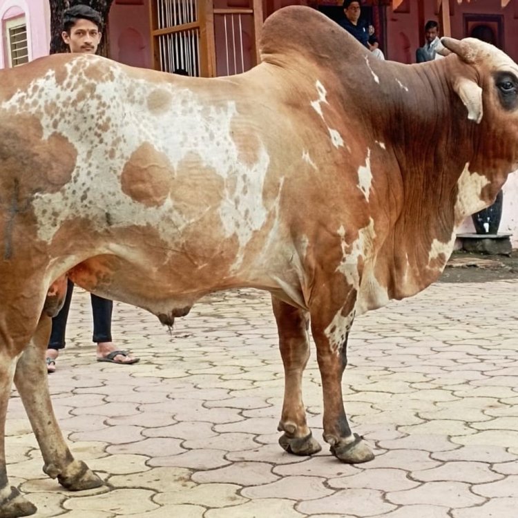गांव का नंदी 3 दिन से लापता:ग्रामीणों ने थाने में की शिकायत, विरोध में बंद रखी दुकानें; सोशल मीडिया पर मदद की गुहार