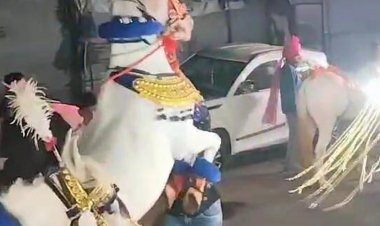 रतलाम में 16 घोड़ियों के साथ निकली अनोखी बारात:दूल्हे को अश्व का शौक इसलिए उत्सव में शामिल किया; सामूहिक विवाह समारोह में होगी शादी