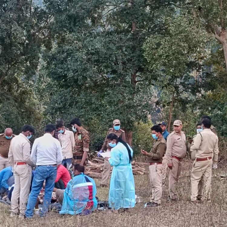 सिंगरौली में बाघिन टी-60 की टीबी से हुई थी मौत:लंबे समय से बीमार चल रही थी; पोस्टमॉर्टम में सामने आया