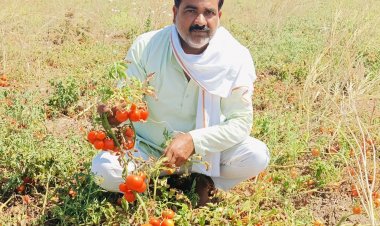 थोक बाजार में टमाटर 1 रुपए प्रति किलो:600 रुपए का टमाटर कैरेट अब मात्र 30 रुपए में बिके