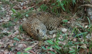 नर्मदापुरम के सतपुड़ा टाइगर रिजर्व में मादा तेंदुआ की मौत:गर्दन और पीठ पर घाव के निशान, बाघ से संघर्ष की आशंका