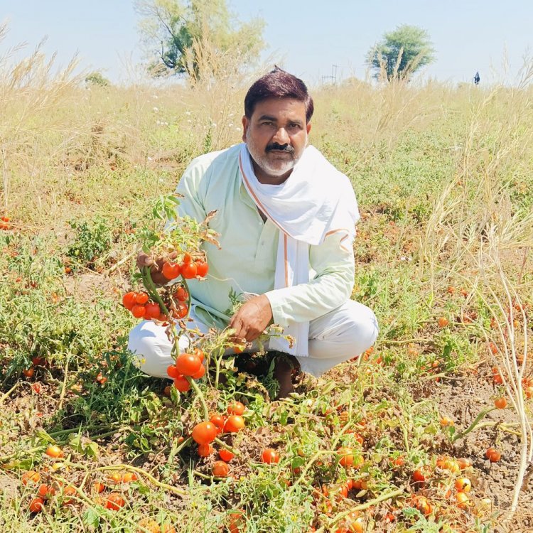 थोक बाजार में टमाटर 1 रुपए प्रति किलो:600 रुपए का टमाटर कैरेट अब मात्र 30 रुपए में बिके