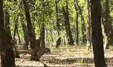 बांधवगढ़ टाइगर रिजर्व में बाघ ने किया शिकार- VIDEO:घात लगाए बैठा था, पर्यटकों के सामने गोवंश के झुंड पर झपटा