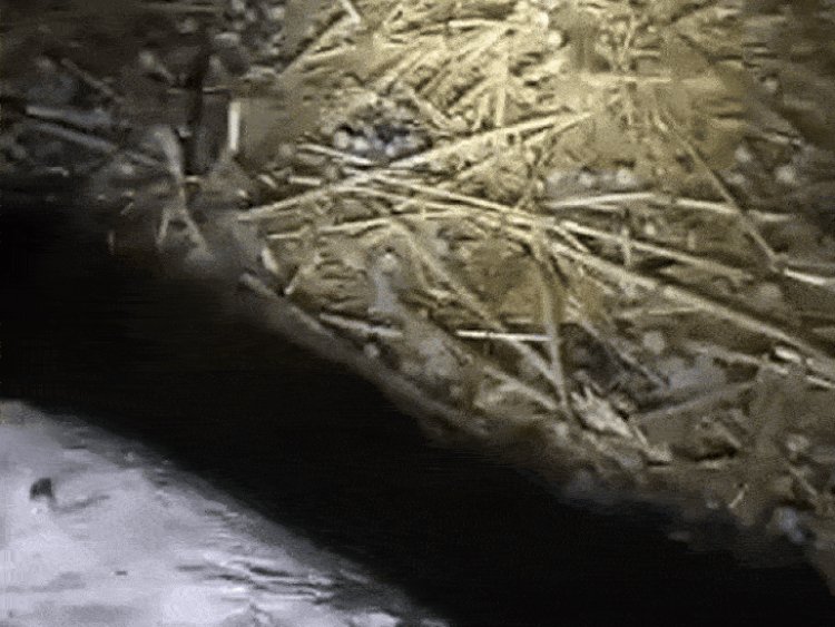 सागर में देर रात बारिश, ग्रामीण इलाकों में ओले गिरे:पश्चिमी विक्षोभ के असर से बदला मौसम, न्यूनतम पारे में 5.8 डिग्री की गिरावट