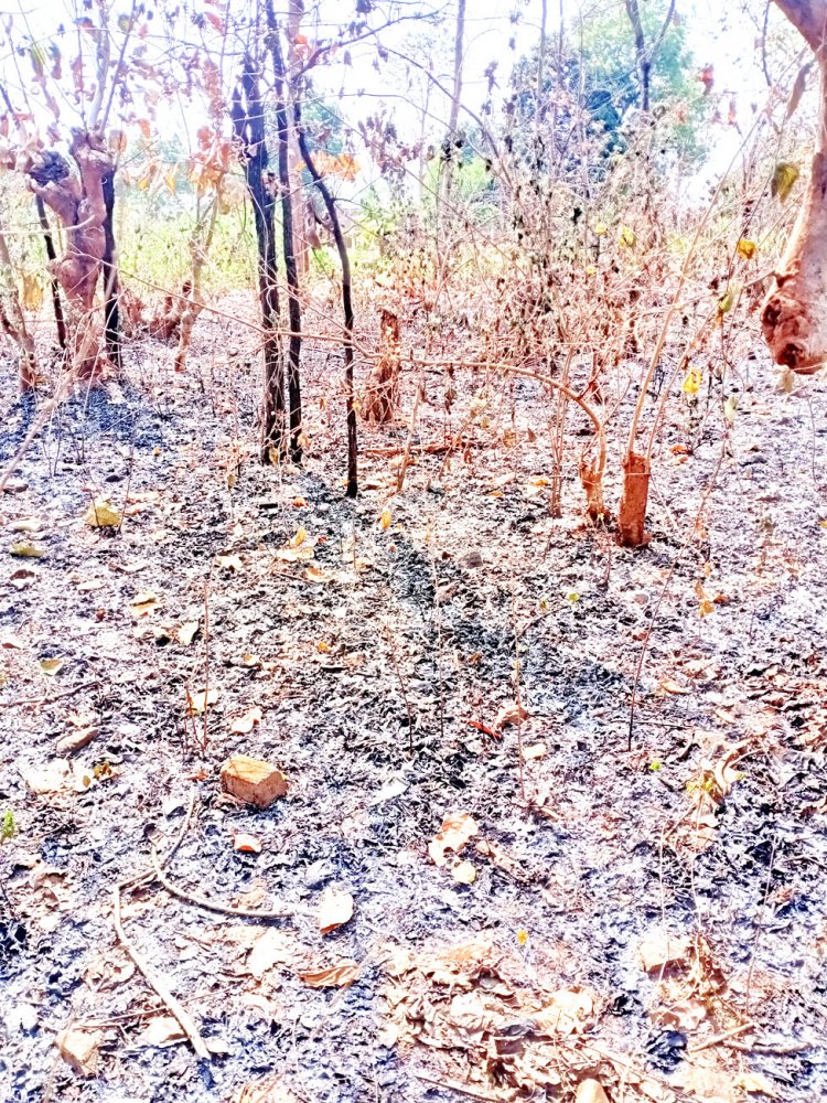 गिरना जंगल में लगी आग अब तक बुझी नहीं