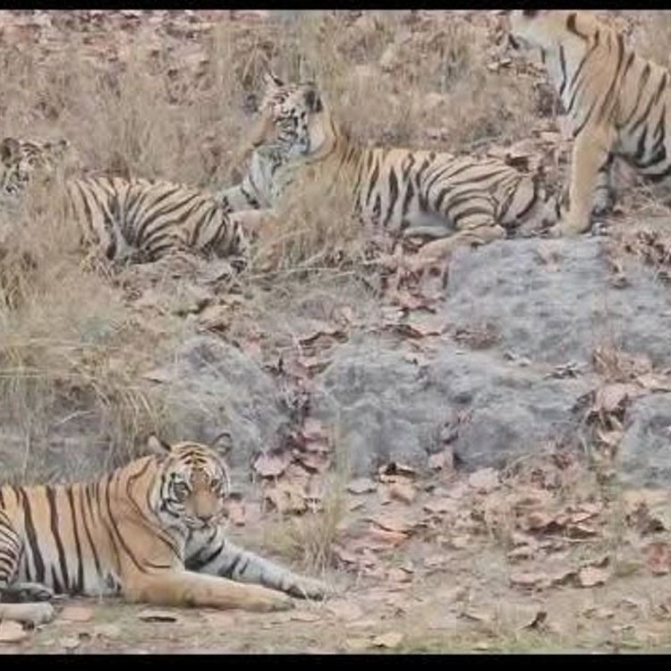 संजय टाइगर रिजर्व में बाघिन का VIDEO:चार शावकों के साथ सफारी में दिखी, उठलकूद करते नजर आए शावक