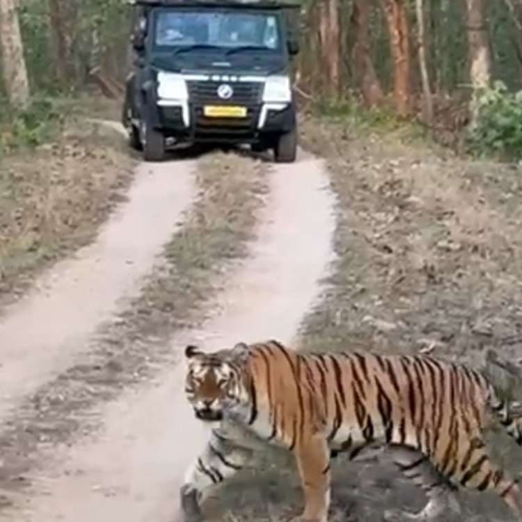 पेंच टाइगर रिजर्व ने बनाया रिकॉर्ड:प्रति वर्ग किमी 94.85 खुर वाले जानवर, देश में सबसे ज्यादा