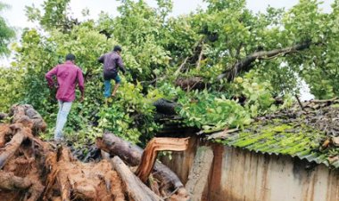 बरगद पेड़ घर के ऊपर गिरा, बाल-बाल बचा परिवार