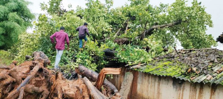 बरगद पेड़ घर के ऊपर गिरा, बाल-बाल बचा परिवार