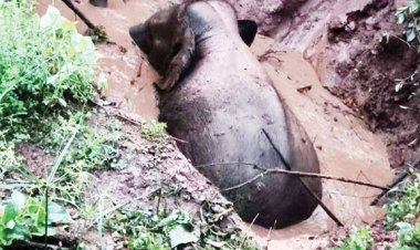 गड्ढे में गिरा हाथी, जेसीबी के सहारे रास्ता बना घंटों मशक्कत के बाद निकाला