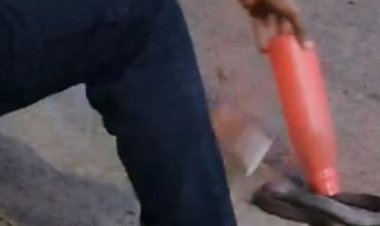 जबलपुर में नागिन से खिलवाड़ कर रहा था युवक:कभी बॉटल में भरने का प्रयास करता तो कभी पूछ पकड़कर उठाता,सर्प विशेषज्ञ ने कहा-भाग्य अच्छा था