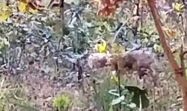 सियार के सिर में फंसा प्लास्टिक डिब्बा, तलाश में जुटा वन विभाग