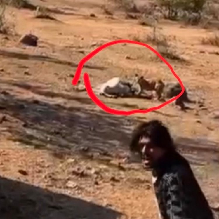 छतरपुर गौशाला में मृत गाय कुत्तों ने नोचा:गौसेवकों ने वीडियो शेयर किया, जिला पंचायत सीईओ ने जांच के आदेश दिए